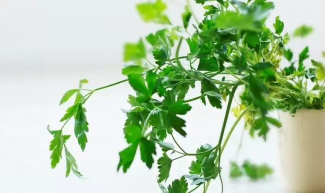 Parsley is not only a spice but also a medicine