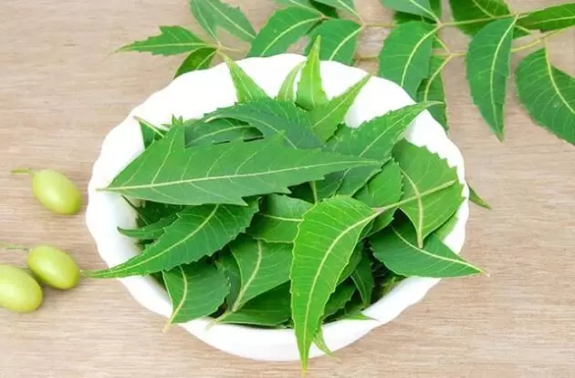 6 Amazing Health Benefits of Eating Neem Leaves