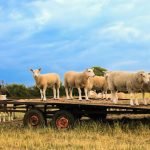 Explore the latest in agricultural trailer technology and design. Find the perfect trailer to meet your farming needs, from lightweight aluminum to heavy-duty steel options.