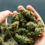 Benefits of Delta 8 Flower for Relaxation and Stress Relief