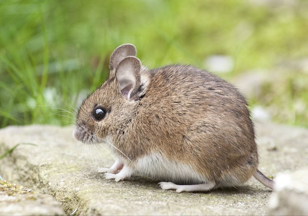 Rodent Control: Signs of Infestation and How to Act Fast