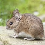 Rodent Control: Signs of Infestation and How to Act Fast
