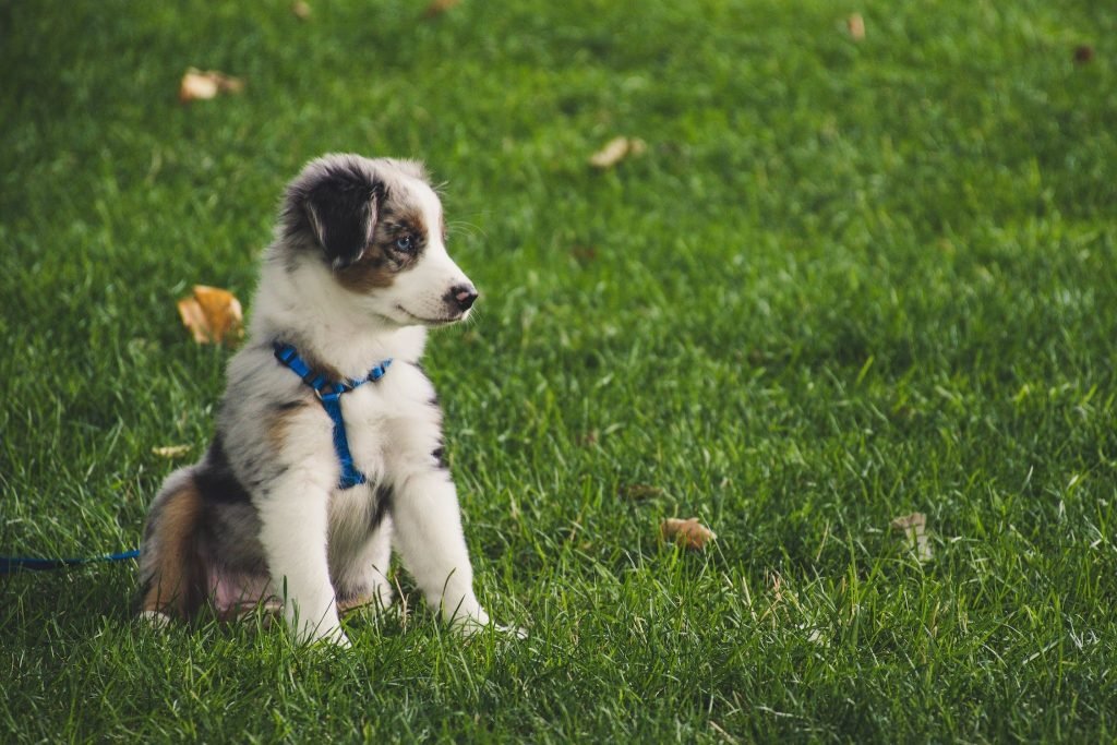 Helpful Tips to Potty Train Your Puppy
