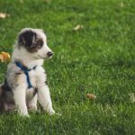 Helpful Tips to Potty Train Your Puppy