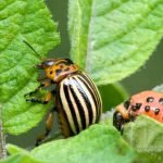 Navigating the World of Professional Pest Management Services