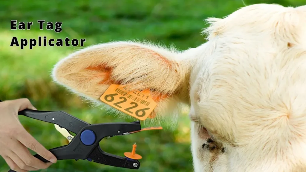 How To Use Ear Tag Applicator Correctly