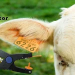 How To Use Ear Tag Applicator Correctly