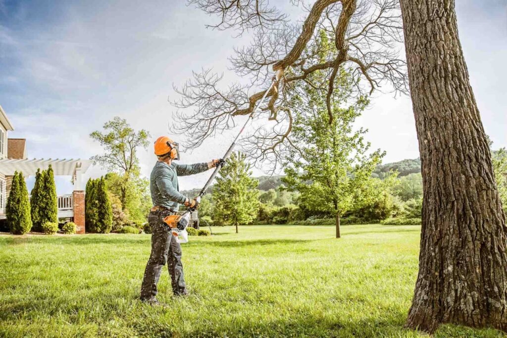 Understanding the Process of Safe Tree Removal