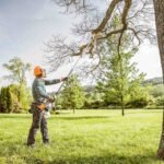 Understanding the Process of Safe Tree Removal