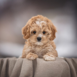 Train Your Cavapoo Pupps in Just 6 Days