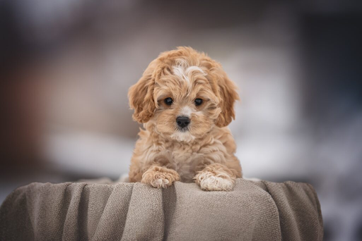 Train Your Cavapoo Pupps in Just 6 Days